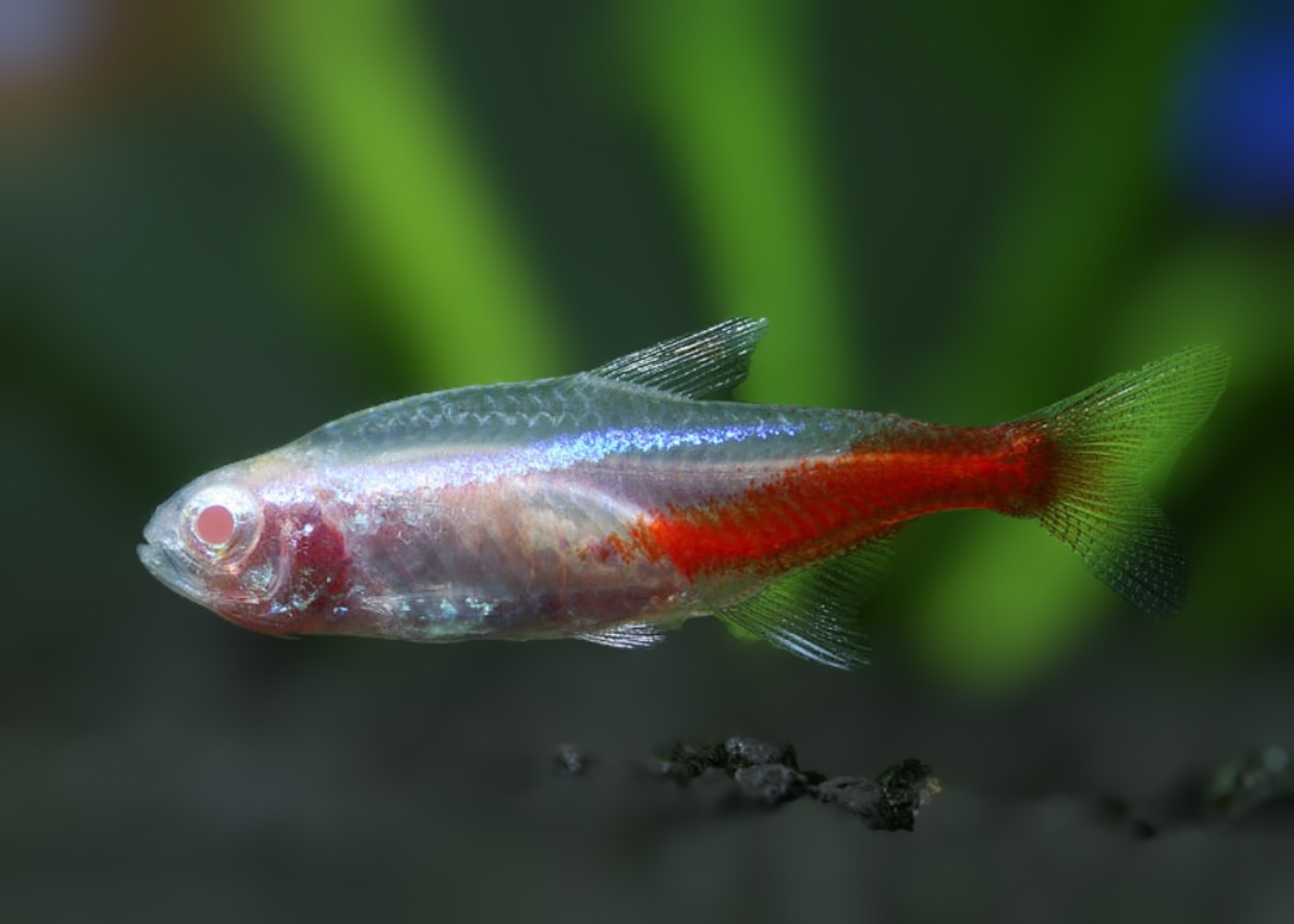 Albino Diamond Neon